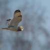 Hibou des marais DX5_0198