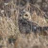 Hibou des marais DX5_0212