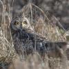 Hibou des marais DX5_0224