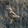 Hibou des marais DX5_0246