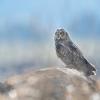 Hibou des marais DX5_0272