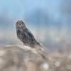 Hibou des marais DX5_0279