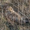 Hibou des marais DX5_0290