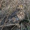 Hibou des marais DX5_0334