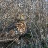 Hibou des marais DX5_0344