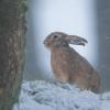 lievre sous la neige DX5_0346