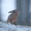 lievre sous la neige DX5_0359
