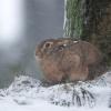 lievre sous la neige DX5_0383