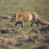 renard DX5_0433