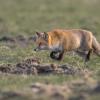 renard DX5_0434