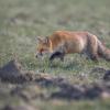 renard DX5_0440
