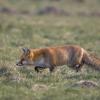 renard DX5_0447