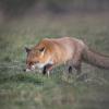 renard DX5_0461