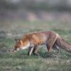 renard DX5_0466