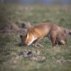 renard DX5_0484