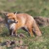 renard DX5_0498