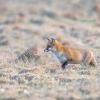renard DX5_0551
