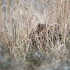 Hibou des marais DX5_0577