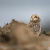 Hibou des marais DX5_0594