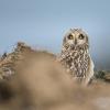 Hibou des marais DX5_0603