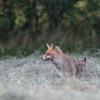 renarde et son renardeau DX5_0603