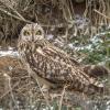 Hibou des marais DX5_0644