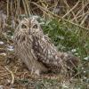 Hibou des marais DX5_0680
