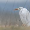 aigrette  DX5_0697