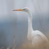 aigrette  DX5_0700