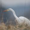 aigrette  DX5_0702