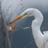 aigrette  DX5_0723