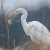 aigrette  DX5_0724