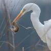 aigrette  DX5_0729