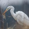aigrette  DX5_0735