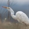 aigrette  DX5_0746
