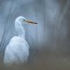 aigrette  DX5_0751