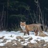 renard DX5_0757