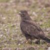 buse variable DX5_1021