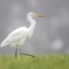 aigrette DX5_1082
