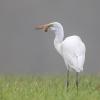 aigrette DX5_1098