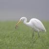 aigrette DX5_1172