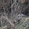 Hibou des marais DX5_1271