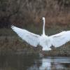 aigrette DX5_1407