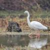 aigrette DX5_1428