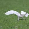 aigrette DX5_1443