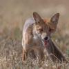 jeune renarde DX5_1448
