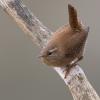 troglodyte mignon DX5_1450-1