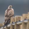 buse variable DX5_1482