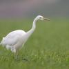 aigrette DX5_1527