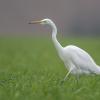aigrette DX5_1541